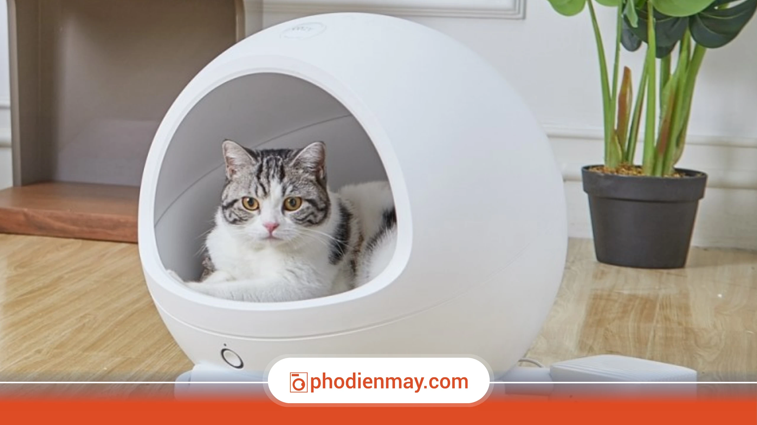 dùng điều hòa khi nuôi thú cưng, 16 độ có ảnh hưởng thú cưng, nhiệt độ điều hòa phù hợp nuôi chó mèo, Phố Điện Máy
