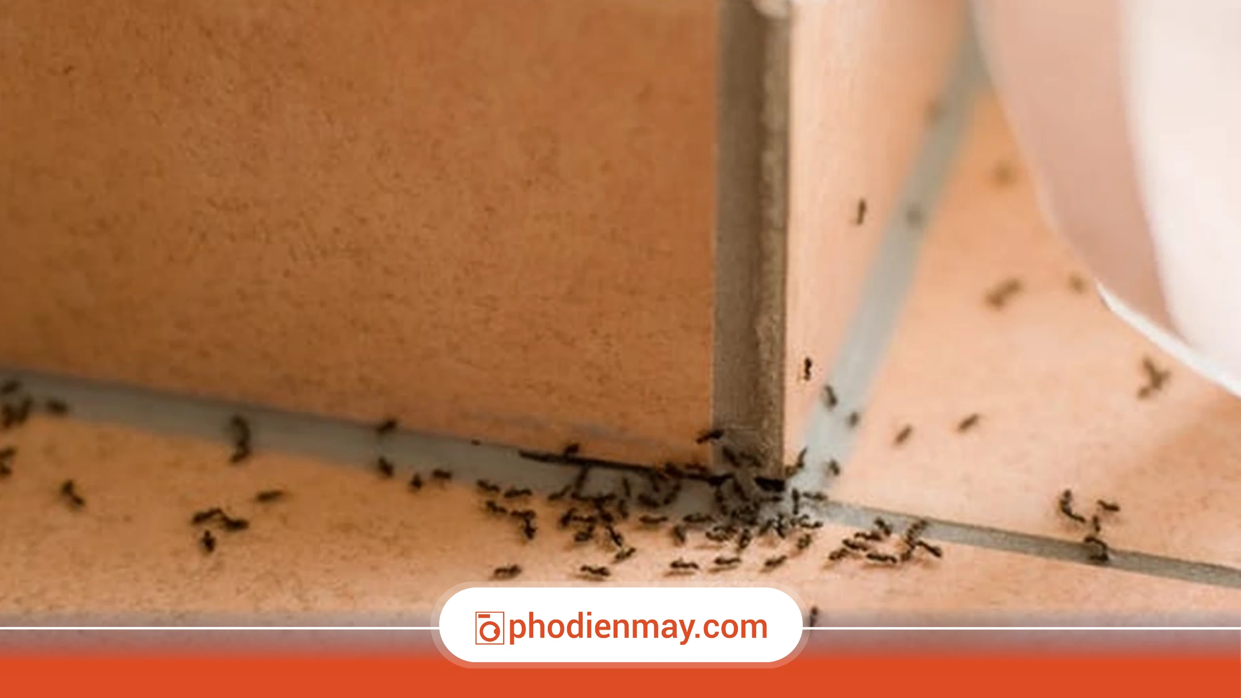 kiến bò vào tivi, cách xử lý kiến trong tivi, tivi bị kiến vào, tivi Phố Điện Máy